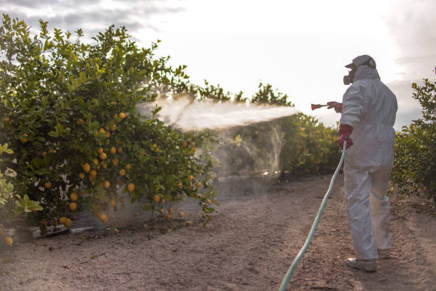 Best Ant Control Services  in Lake Isabella, CA