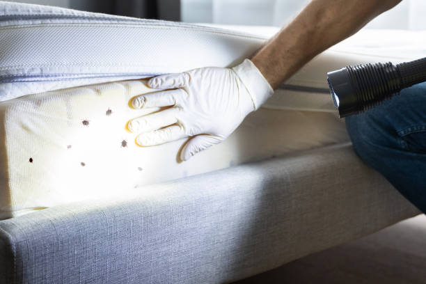 Best Affordable Pest Control Services  in Lake Isabella, CA