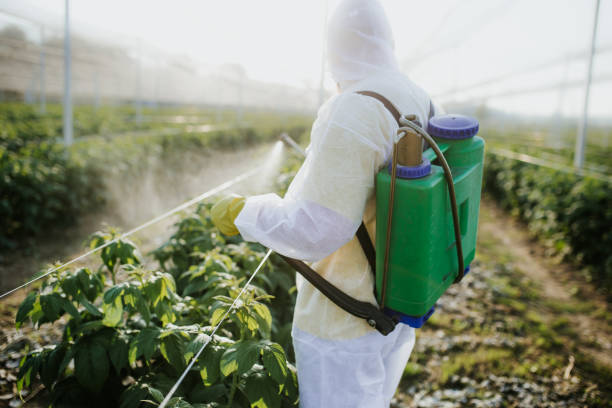 Flea Control Services in Lake Isabella, CA